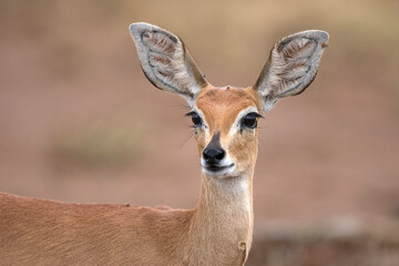 The steenbok (Raphicerus campestris) is a common small antelope of southern and eastern Africa