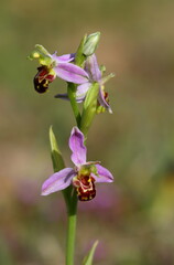 A Macro Image of a Bee Orchid (Ophrys apifera) in a Nature Reserve in County Durham, England, UK.