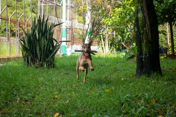 Happy Mongrel Brown Dog Playing with A Wooden Stick in the Green Grass of the Park