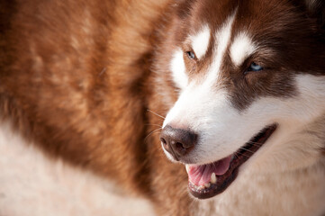 siberian husky dog