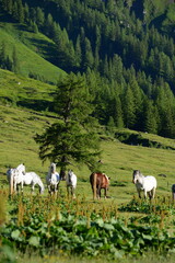Naklejka premium Schöne Pferde auf der Almweide
