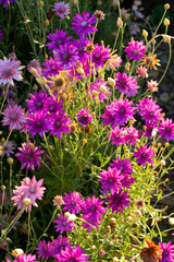 Helichrysum or pink meadow flower with lilac flowers, which are abundant in the garden on a summer day.