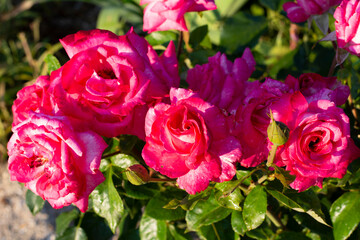Purple roses on a background of green leaves illuminated by the evening sun in a summer garden.