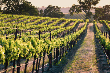 Fototapeta na wymiar Endless rows of lush green grape vines