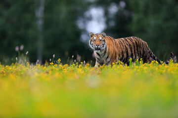 Fototapeta na wymiar The largest cat in the world, Siberian tiger, Panthera Tigris altaica, running across a meadow full of yellow flowers directly to the camera. Impressionistic scene of the top predator in a nature.