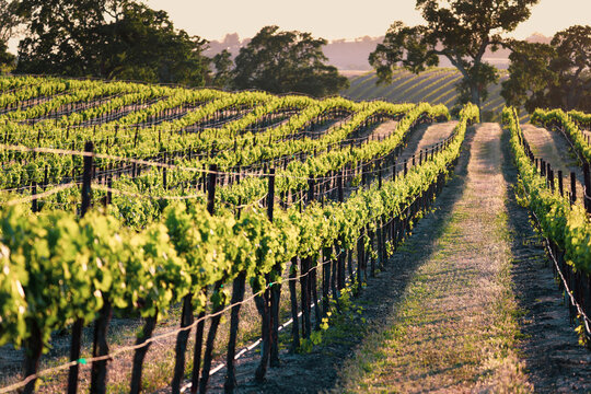 Endless rows of lush green grape vines