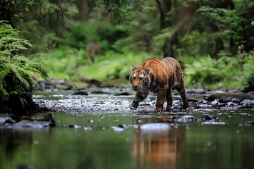 Siberian tiger, Panthera Tigris Altaica, hunts in a creek amid a green forest. Top predator in a...