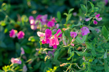 Branch of mouse peas with lilac flowers close-up in the summer garden.