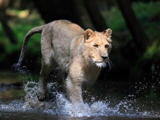 Fototapeta na wymiar Close-up portrait of a lioness chasing a prey in a creek. Top predator in a natural environment. Lion, Panthera leo.