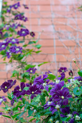 Purple-flowered Clematis directed its curly shoots along the ropes against the brick wall.