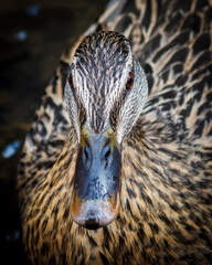 close up of a duck