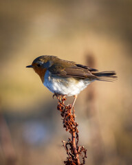 robin on a branch
