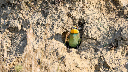 Close-up photo of a young bee-eater peeking out of a nest. European Bee-eater, Merops apiaster