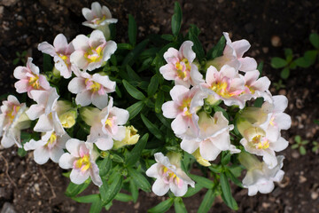 Snapdragon, Antirrhínum with light pink flowers on soil in the garden on this day.