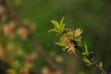 close up of a flower