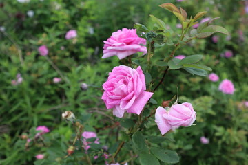 pink roses in the garden
