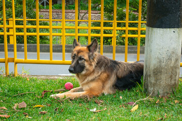 The German Shepherd is Sitting with his Pink Ball on the Grass in the Public Park in Medellin, Colombia