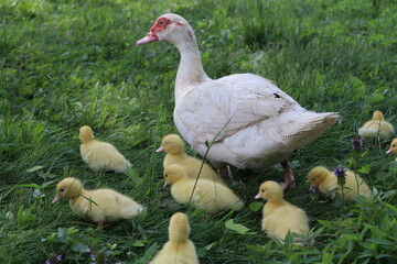 mother duck and babies