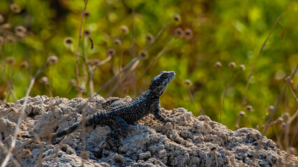lizard sitting  on a stone