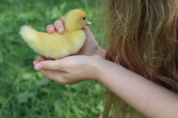 holding a duckling