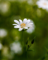 white daisy flower