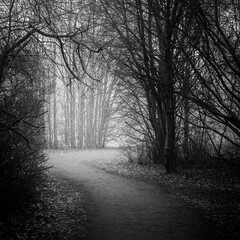 road in the fog