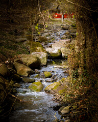 stream in the forest