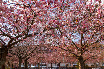 blossom trees