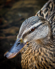 close up of a mallard