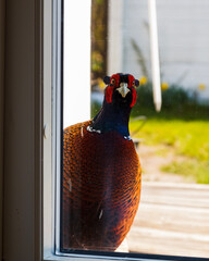 rooster in the window