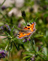 butterfly on flower