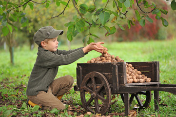 Child, boy 6 years old, harvesting walnuts, outdoor.