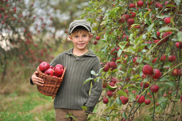 A handsome boy with a basket of apples picking apples in an autumn orchard.

