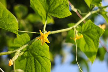 cucumber blooms
