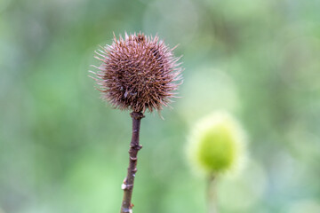 Fruto do urucum