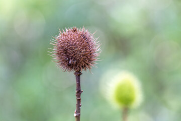 Fruto do urucum