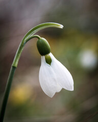 snowdrops in spring
