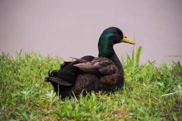 Mallard Drake At Rest