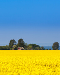 yellow rapeseed field