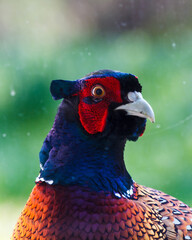 peacock head close up