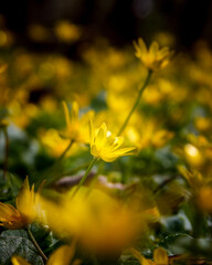 yellow autumn leaves