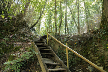 Wooden stairs in a forest