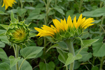 Close-up sunflower flower on foliage background
