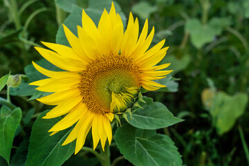 Close-up sunflower flower on foliage background