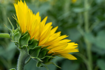 Close-up sunflower flower on foliage background