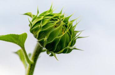 Buds. Unblown sunflower flower close up against the sky
