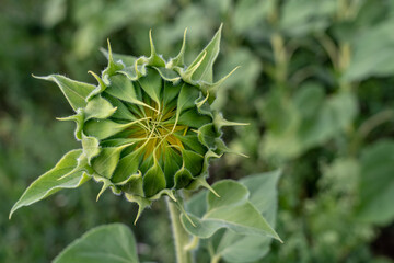 Buds. Unblown flower of a sunflower close-up against a background of foliage and yellow flowers.