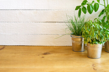 Herbs in pots on a background of white boards
