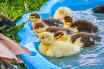 Group or flock of pet tiny baby muscovy duck ducklings, yellow and brown, having fun floating, swimming and splashing in the water in a blue duck pond pool at a farm