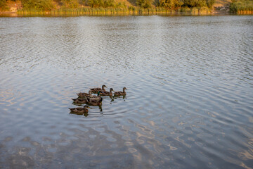 Ducks swimming in The Drujba lake in Sofia